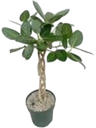 https://cdn.warentuin.nl/media/catalog/product/S/C/SCAN8720256488477_ficus_altissima_audrey_twisted_stem_beauta_ea93.jpg