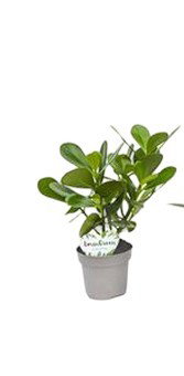 https://cdn.warentuin.nl/media/catalog/product/S/C/SCAN8720256488521_clusia_rosea_green_beautanic_lifestyle_6997.jpg