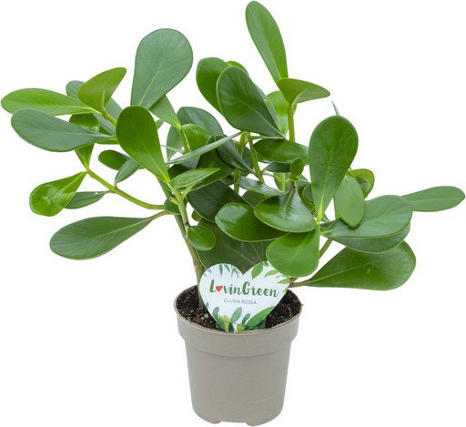 https://cdn.warentuin.nl/media/catalog/product/S/C/SCAN8720256488521_clusia_rosea_green_beautanic_lifestyle_edb7.jpg