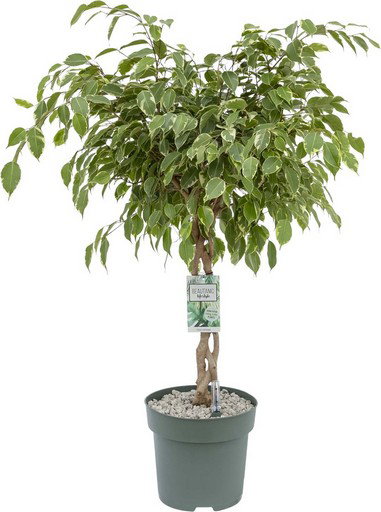 https://cdn.warentuin.nl/media/catalog/product/S/C/SCAN8720256488545_ficus_safrana_golden_king_twisted_stem_ii__84f4.jpg