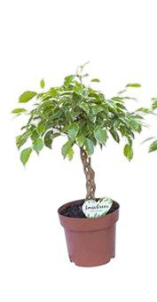 https://cdn.warentuin.nl/media/catalog/product/S/C/SCAN8720256488545_ficus_safrana_golden_king_twisted_stem_ii__f56a.jpg