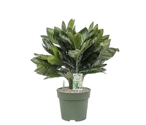 https://cdn.warentuin.nl/media/catalog/product/S/C/SCAN8720256488576_chamaedorea_metallica_beautanic_lifestyle_806d.jpg