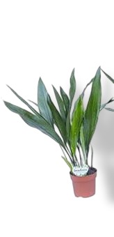 https://cdn.warentuin.nl/media/catalog/product/S/C/SCAN8720256488590_01_aspidistra_eliator_ii_beautanic_lifesty_f8a0.jpg
