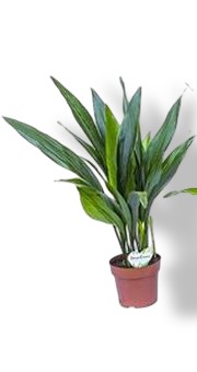 https://cdn.warentuin.nl/media/catalog/product/S/C/SCAN8720256488606_01_aspidistra_eliator_i_beautanic_lifestyl_4cb0.jpg