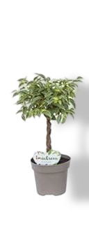 https://cdn.warentuin.nl/media/catalog/product/S/C/SCAN8720256488736_01_ficus_kumani_nina_twisted_stem_beautani_9c03.jpg