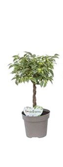https://cdn.warentuin.nl/media/catalog/product/S/C/SCAN8720256488736_ficus_kumani_nina_twisted_stem_beautanic_l_dd80.jpg