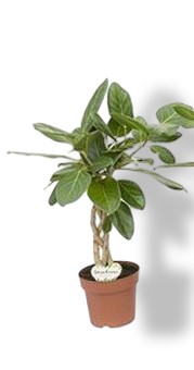 https://cdn.warentuin.nl/media/catalog/product/S/C/SCAN8720256488743_01_ficus_audrey_twisted_stem_beautanic_lif_a784.jpg