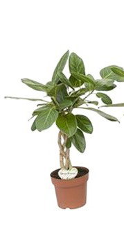 https://cdn.warentuin.nl/media/catalog/product/S/C/SCAN8720256488743_ficus_audrey_twisted_stem_beautanic_lifest_d7d3.jpg