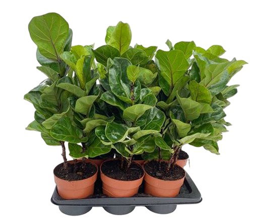 https://cdn.warentuin.nl/media/catalog/product/S/C/SCAN8720256488774_ficus_tibaco_bambino_beautanic_lifestyle_c760.jpg