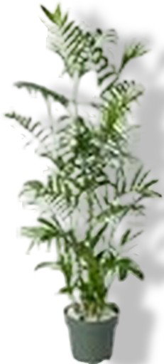 https://cdn.warentuin.nl/media/catalog/product/S/C/SCAN8720256488798_01_chamaedorea_seifrizii_beautanic_lifesty_fc50.jpg
