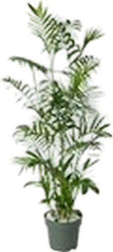 https://cdn.warentuin.nl/media/catalog/product/S/C/SCAN8720256488798_chamaedorea_seifrizii_beautanic_lifestyle_325d.jpg