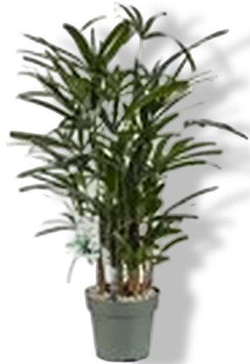 https://cdn.warentuin.nl/media/catalog/product/S/C/SCAN8720256488842_01_rhapis_excelsa_i_beautanic_lifestyle_c9ea.jpg