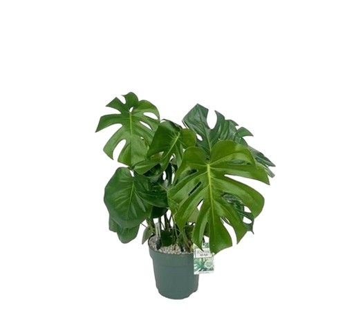 https://cdn.warentuin.nl/media/catalog/product/S/C/SCAN8720256488873_monstera_deliciosa_ii_beautanic_lifestyle_03af.jpg