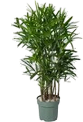 https://cdn.warentuin.nl/media/catalog/product/S/C/SCAN8720256488903_rhapis_excelsa_ii_beautanic_lifestyle_4fc6.jpg