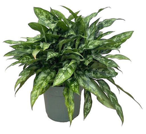 https://cdn.warentuin.nl/media/catalog/product/S/C/SCAN8720256488927_aglaonema_maria_i_beautanic_lifestyle_3822.jpg