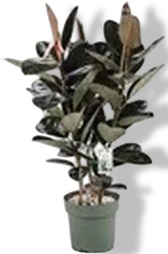 https://cdn.warentuin.nl/media/catalog/product/S/C/SCAN8720256488934_01_ficus_makana_sofia_toef_beautanic_lifes_e4b6.jpg