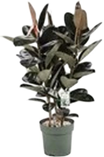 https://cdn.warentuin.nl/media/catalog/product/S/C/SCAN8720256488934_ficus_makana_sofia_toef_beautanic_lifestyl_ffdc.jpg