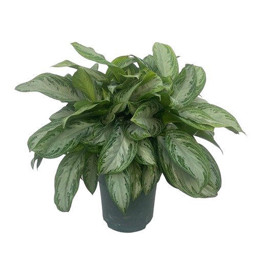https://cdn.warentuin.nl/media/catalog/product/S/C/SCAN8720256488989_aglaonema_silver_bay_beautanic_lifestyle_5dd1.jpg