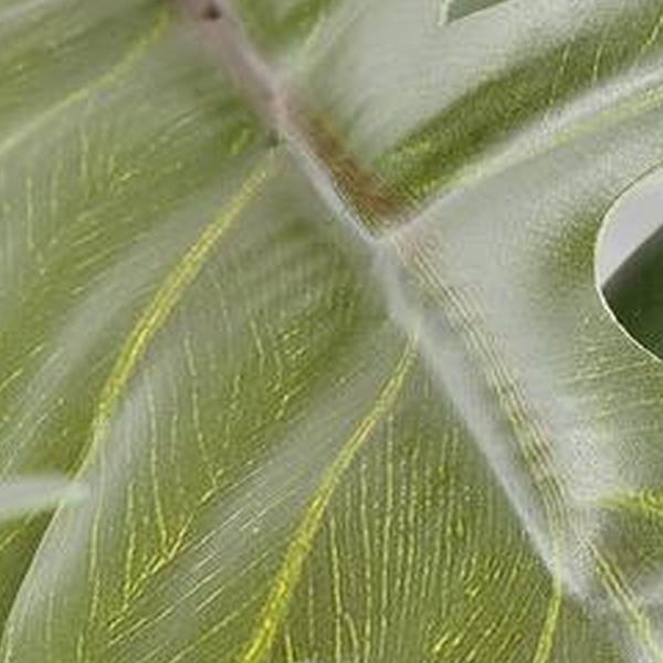 https://cdn.warentuin.nl/media/catalog/product/S/C/SCAN8720362056171_01_philodendrn_selloum_l115_x_b37_x_h9_cm_groen_mica_decorati_7d11.jpg