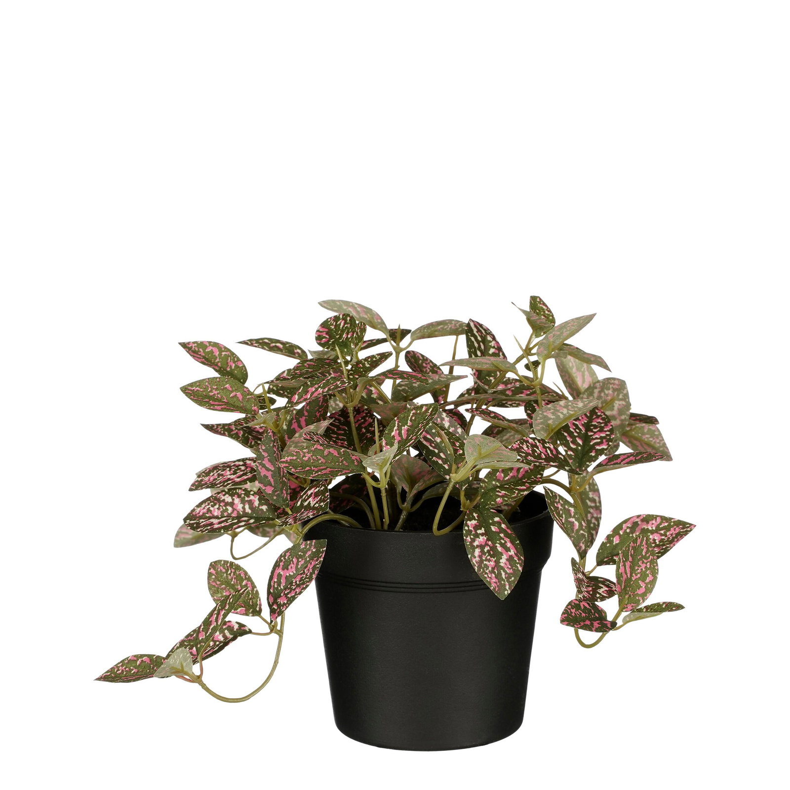 fittonia in pot d16h16cm roze Mica Decorations - Mica decorations