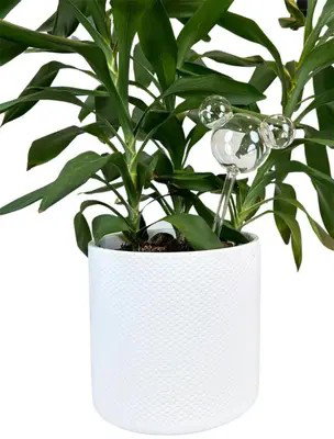 https://cdn.warentuin.nl/media/catalog/product/S/C/SCAN8720634048705_plant_reservoir_mickey_ears_glass_disney_20be.jpg
