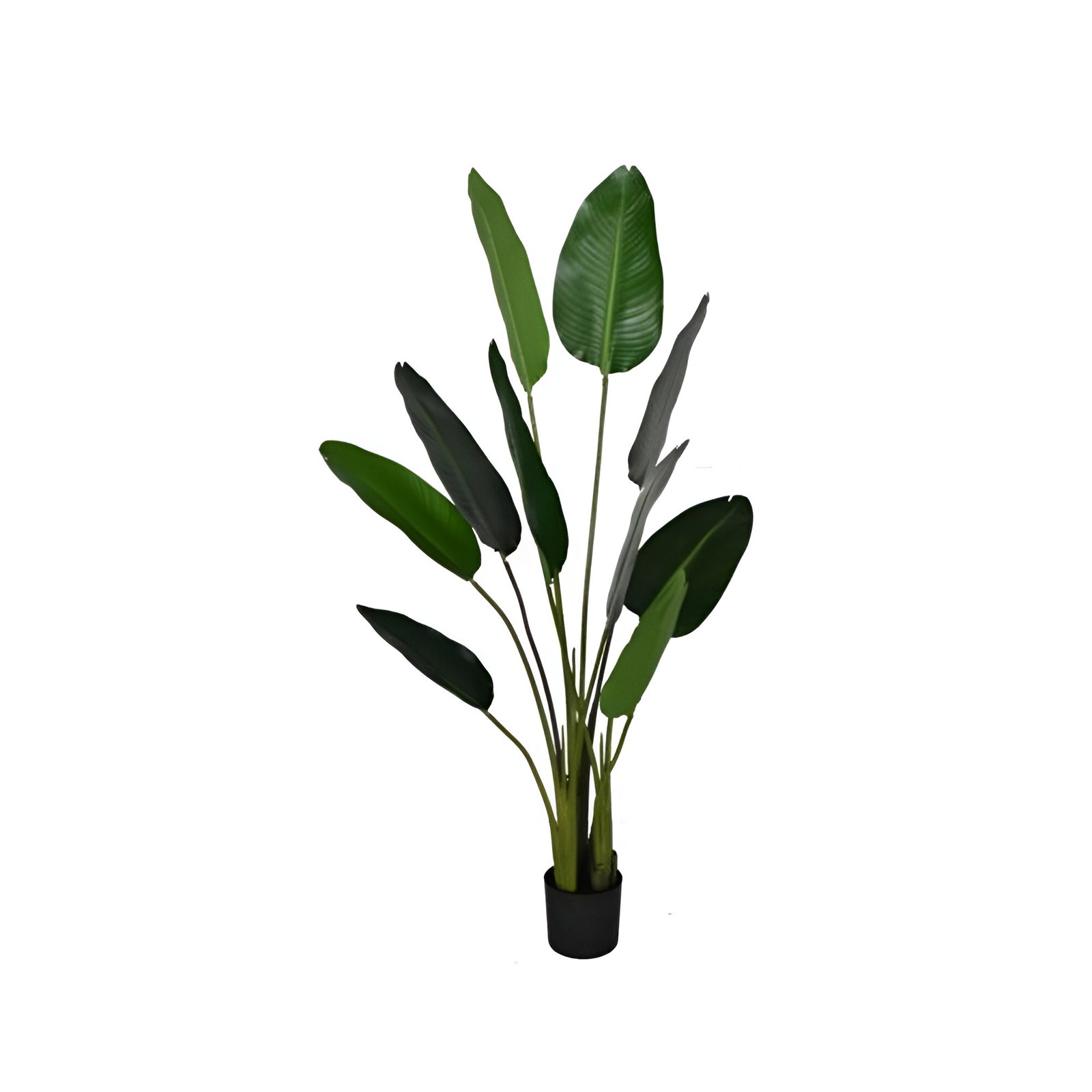 https://cdn.warentuin.nl/media/catalog/product/S/C/SCAN8720719336802_deco_strelitzia_d80h150cm_groen_hbx_deco_e2bb.jpg