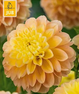 https://cdn.warentuin.nl/media/catalog/product/S/C/SCAN8720873000809_dahlia_honey_dew_bloembol_jub_1_stuks_13c1.jpg