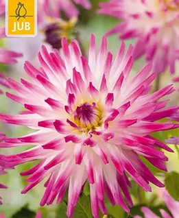 https://cdn.warentuin.nl/media/catalog/product/S/C/SCAN8720873000854_dahlia_hayley_jane_bloembol_jub_1_stuks_970a.jpg