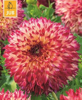https://cdn.warentuin.nl/media/catalog/product/S/C/SCAN8720873000861_dahlia_aiyana_bloembol_jub_1_stuks_82e8.jpg