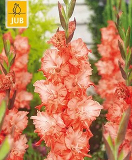 https://cdn.warentuin.nl/media/catalog/product/S/C/SCAN8720873001240_gladiolus_coral_crush_bloembol_jub_7_stuks_0479.jpg
