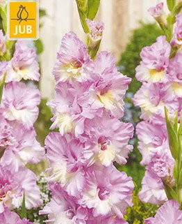 https://cdn.warentuin.nl/media/catalog/product/S/C/SCAN8720873001257_gladiolus_magenta_princess_bloembol_jub_7__65e5.jpg