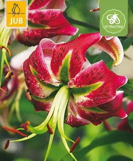 https://cdn.warentuin.nl/media/catalog/product/S/C/SCAN8720873001288_lilium_black_beauty_bloembol_jub_1_stuks_d889.jpg