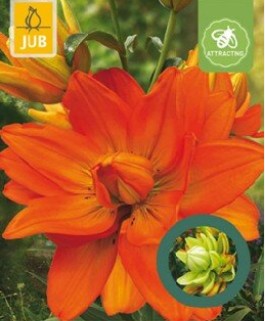 https://cdn.warentuin.nl/media/catalog/product/S/C/SCAN8720873001295_lilium_hulk_bloembol_jub_1_stuks_599b.jpg