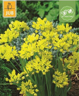 https://cdn.warentuin.nl/media/catalog/product/S/C/SCAN8720873001332_allium_moly_bloembol_jub_25_stuks_c9e1.jpg