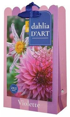 https://cdn.warentuin.nl/media/catalog/product/S/C/SCAN8720873001523_tas_dahlias_violette_bloembol_jub_4_stuks_cfa5.jpg