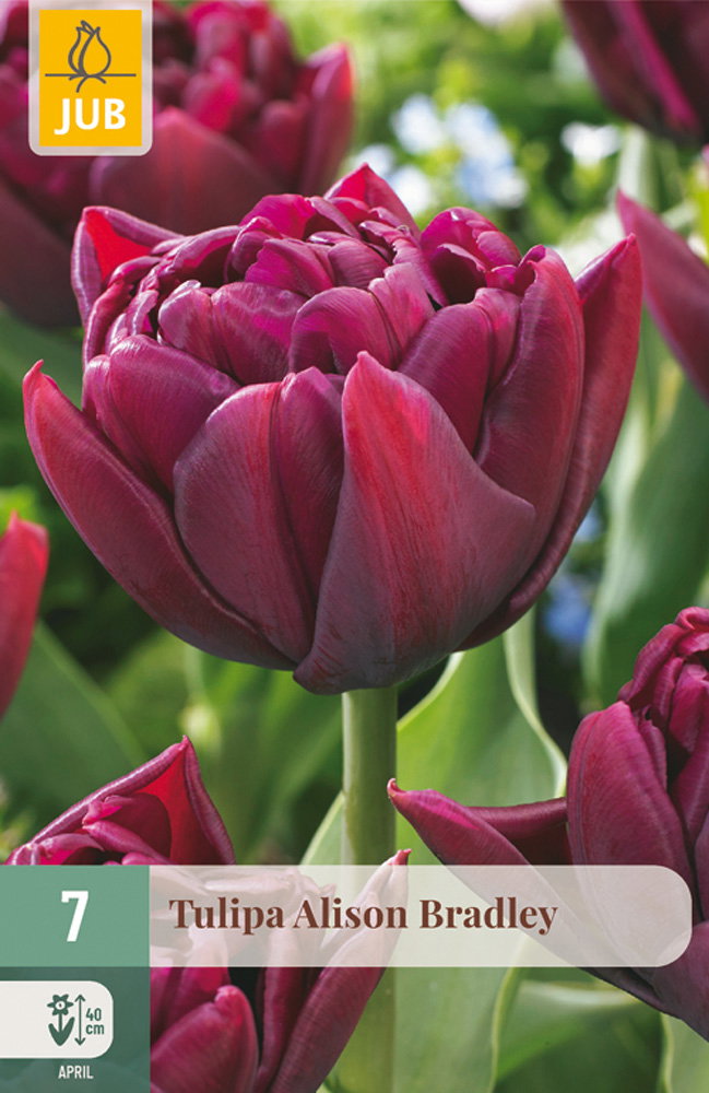 Tulipa Alison Bradley bloembol JUB 7 stuks - Jub