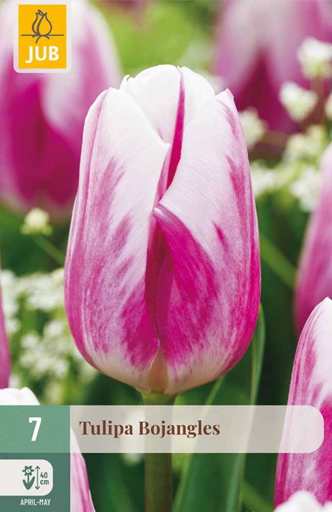Tulipa Bojangles bloembol JUB 7 stuks - Jub