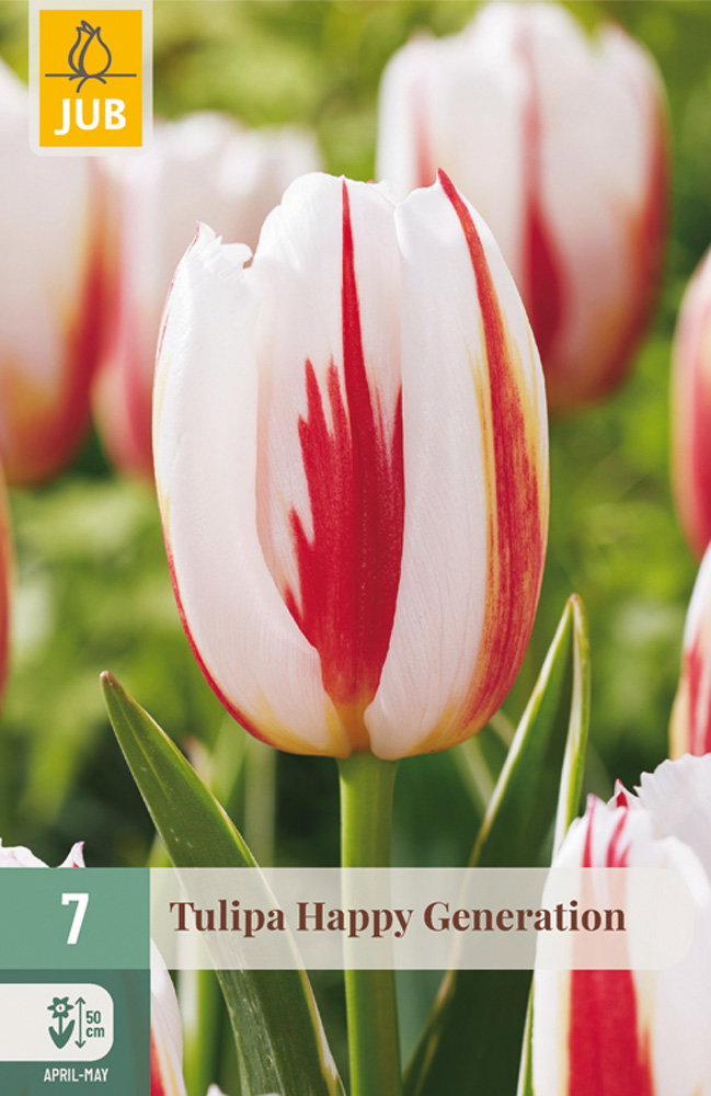 Tulipa Happy Generation bloembol JUB 7 stuks - Jub