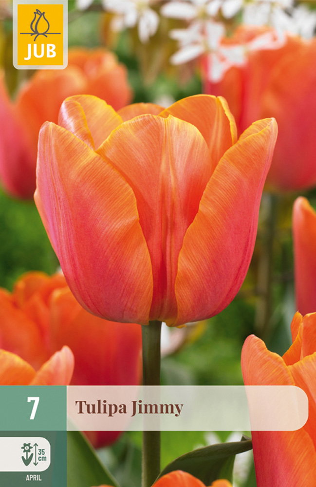 Tulipa Jimmy bloembol JUB 7 stuks - Jub
