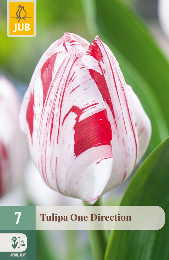 Tulipa One Direction bloembol JUB 7 stuks - Jub