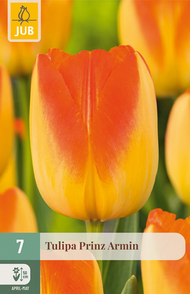 Tulipa Prinz Armin bloembol JUB 7 stuks - Jub
