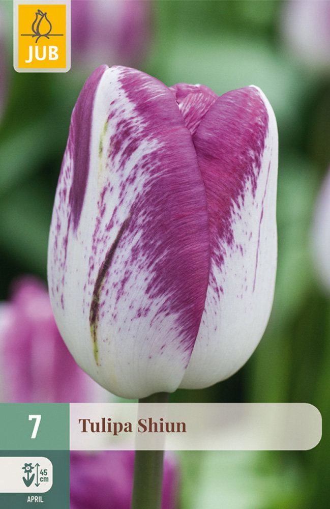 Tulipa Shiun bloembol JUB 7 stuks - Jub