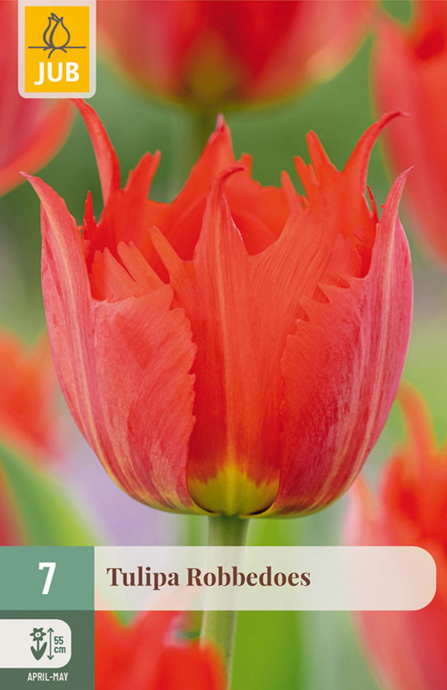 Tulipa Robbedoes bloembol JUB 7 stuks - Jub