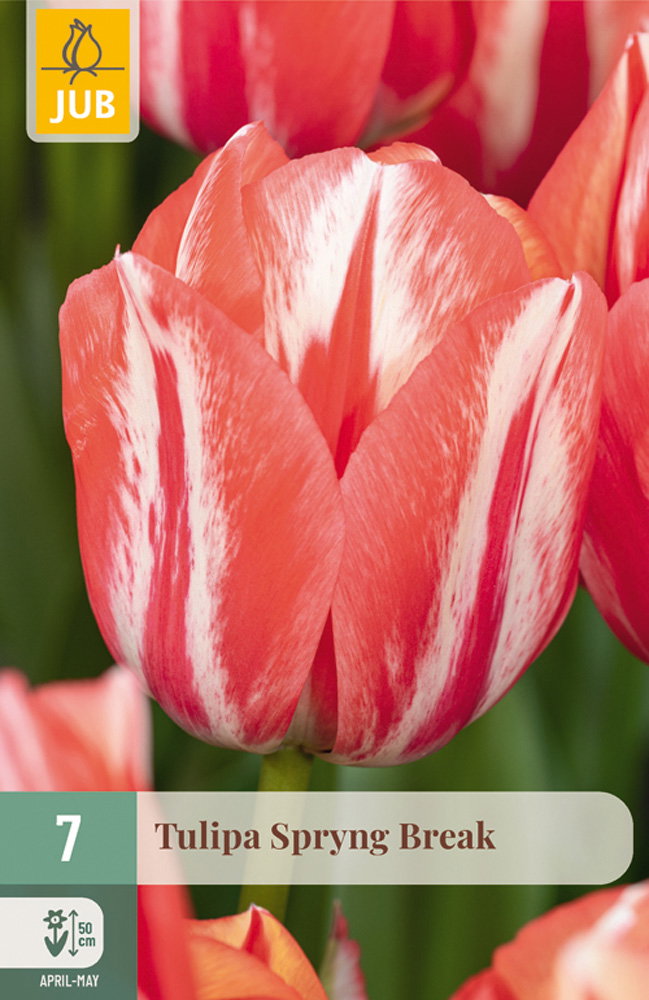 Tulipa Spryng Break bloembol JUB 7 stuks - Jub