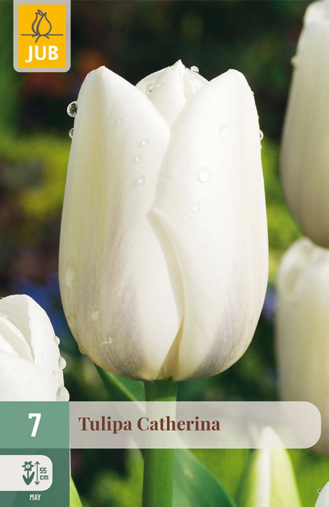 Tulipa Catherina bloembol JUB 7 stuks - Jub