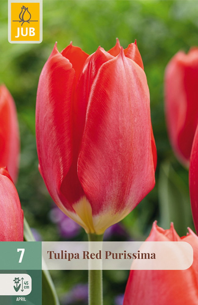 Tulipa Red Purissima bloembol JUB 7 stuks - Jub