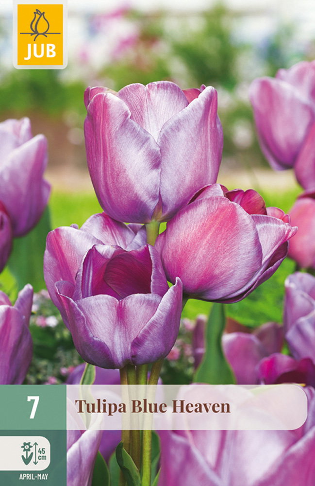 Tulipa Blue Heaven bloembol JUB 7 stuks - Jub