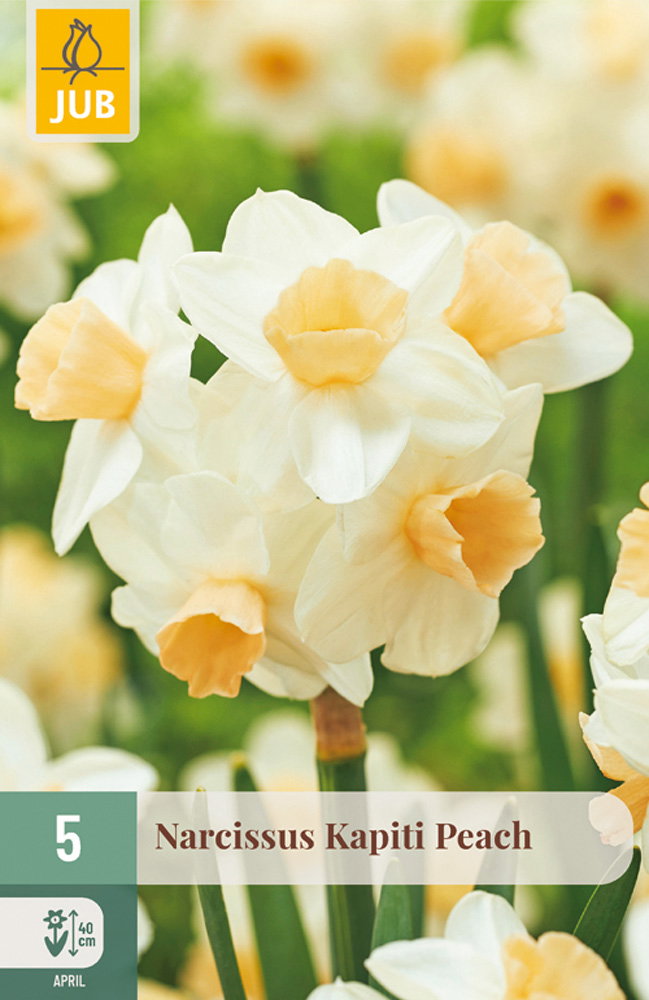 Narcissus Kapiti Peach bloembol JUB 5 stuks - Jub