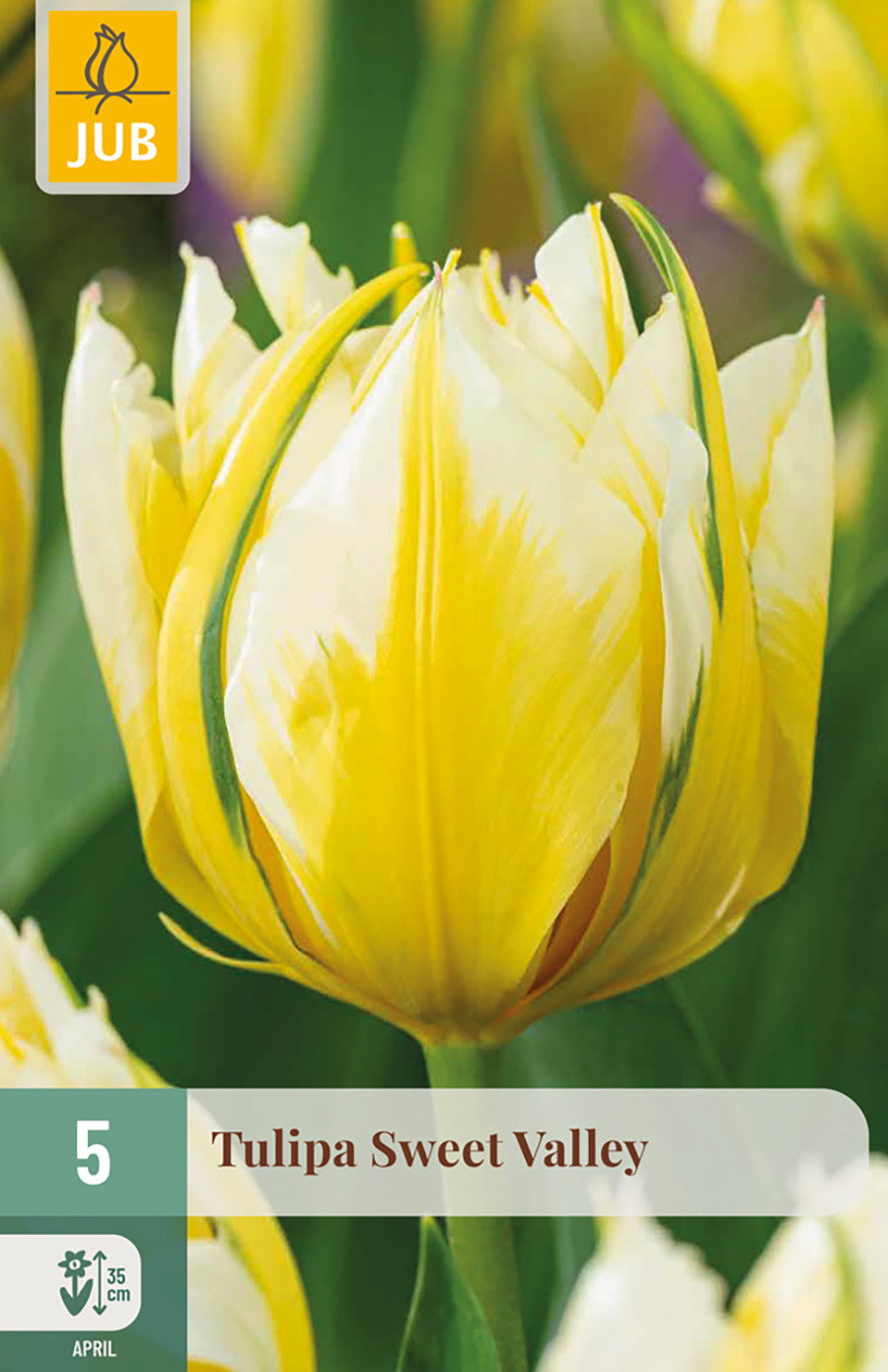 Tulipa Sweet Valley bloembol JUB 5 stuks - Jub