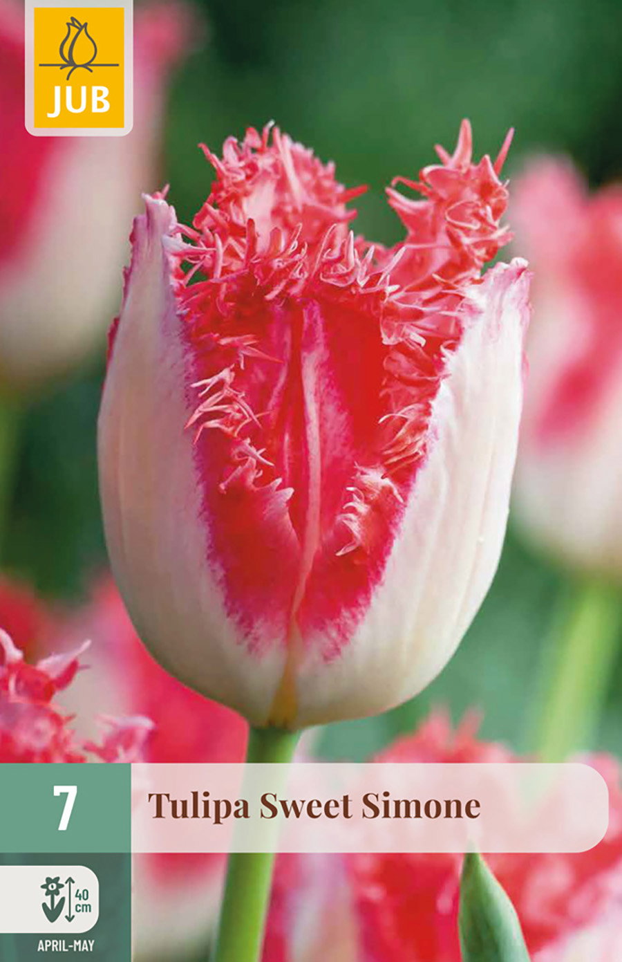 Tulipa Sweet Simone bloembol JUB 7 stuks - Jub
